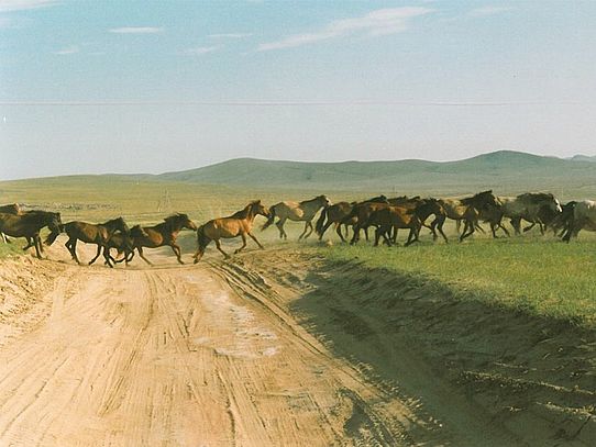 Central Asia horses crossing piste