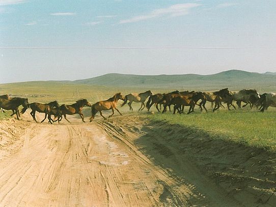 horses crossing piste