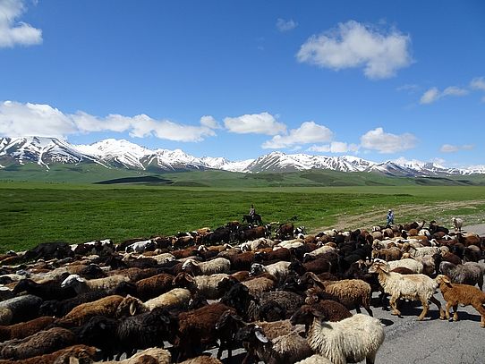 Herden in Kirgistan