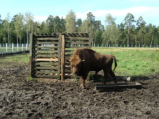 Bison in open cage